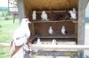 Selling Fancy Pigeons with cage